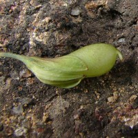 Crotalaria albida B.Heyne ex Roth